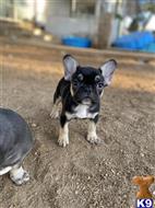french bulldog puppy posted by COUTURE WEST FRENCHIES
